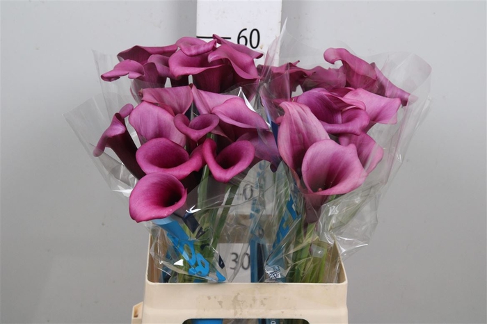 <h4>Calla Durban | Dubbelbloemig</h4>