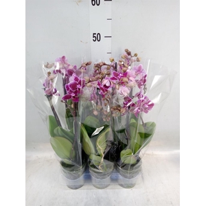 Phalaenopsis multi. 'Hornglin Vick'