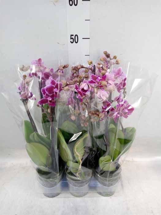 <h4>Phalaenopsis multi. 'Hornglin Vick'</h4>