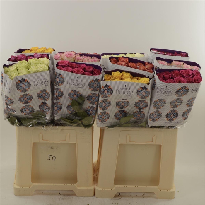 <h4>Rosa gr Mix</h4>