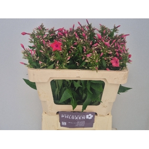 PHLOX P WINDSOR