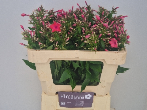 <h4>PHLOX P WINDSOR</h4>