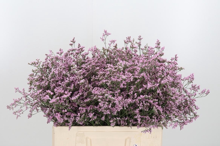 <h4>Lim Saf Oshi Pink</h4>