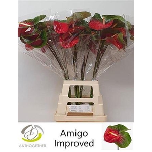 Anth A Amigo Improved