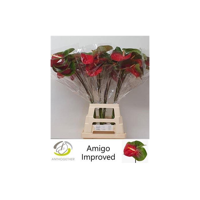 <h4>Anth A Amigo Improved</h4>