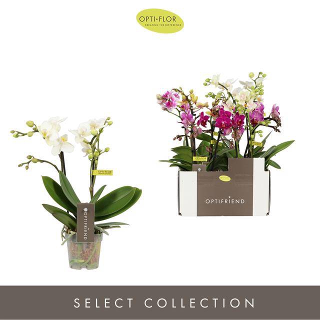 Phalaenopsis MF mix 7Ø 25cm 2st 10fl