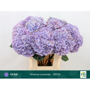 HYDRANGEA  'MY BEAU MINERVA'