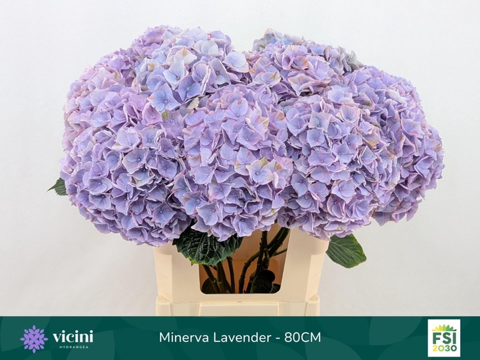 <h4>HYDRANGEA  'MY BEAU MINERVA'</h4>