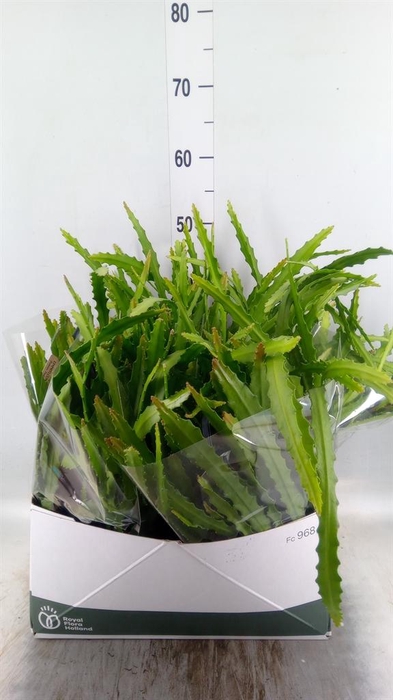 <h4>Epiphyllum   ...</h4>