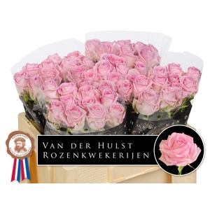 R Gr Zaina Hulst