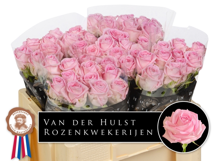 <h4>R Gr Zaina Hulst</h4>