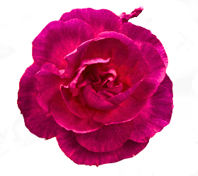 <h4>DI TR ALIEN</h4>