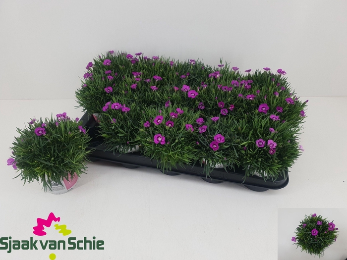 <h4>DIAN DIANTICA GEM</h4>