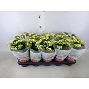 Kalanchoe blos. 'RosDon Dione'