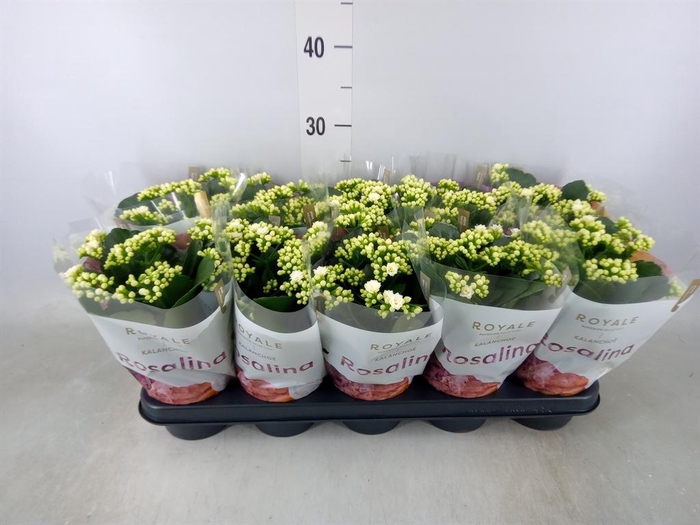 <h4>Kalanchoe blos. 'RosDon Dione'</h4>