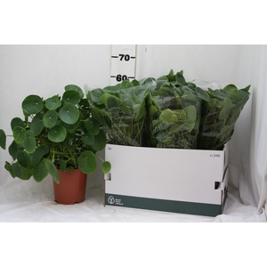 PILEA PEPEROMIOIDES