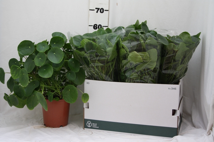 <h4>PILEA PEPEROMIOIDES</h4>