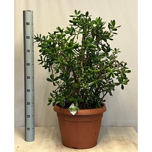 CRASS OVATA