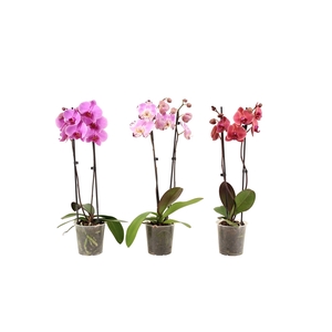 Phal Mix 2T12+