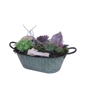 Arr.  Sempervivum L%