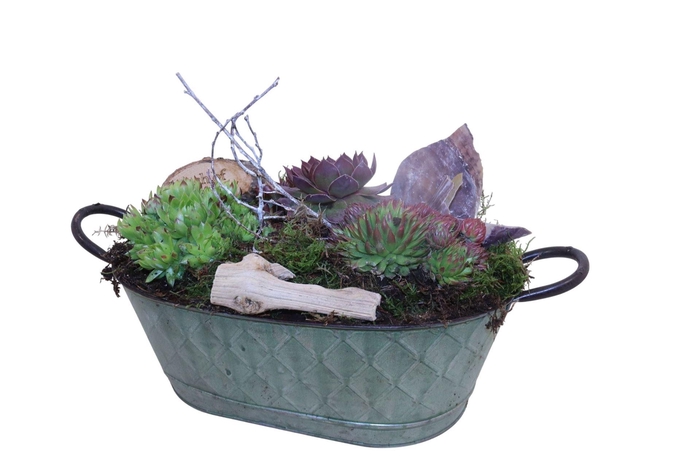 <h4>Arr. Sempervivum L%</h4>