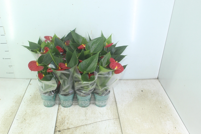 <h4>ANTHURIUM RED SUCCESS P09</h4>