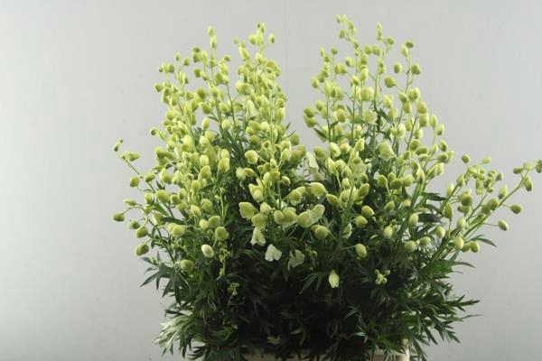 <h4>Aconitum Album(witte !!) L90</h4>