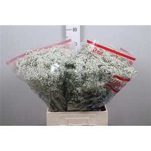 Gyps Pa Million Star