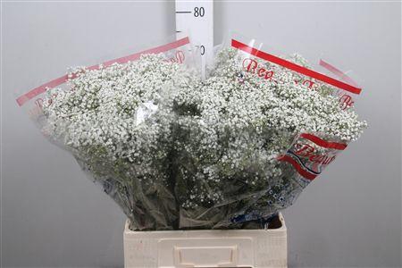 <h4>Gyps Pa Million Star</h4>