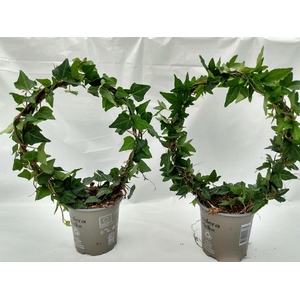 HEDERA HELIX P11 BOOG SHAMROCK