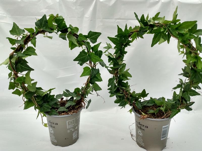 <h4>HEDERA HELIX P11 BOOG SHAMROCK</h4>