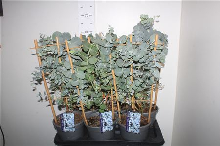 <h4>Eucal Cinerea</h4>