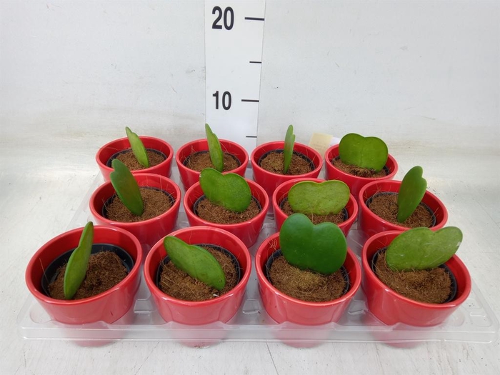 <h4>Hoya kerrii</h4>