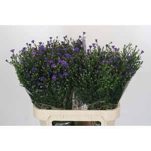 Aster Casamare