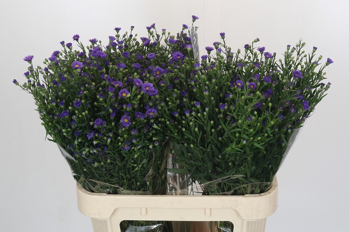 <h4>Aster Casamare</h4>