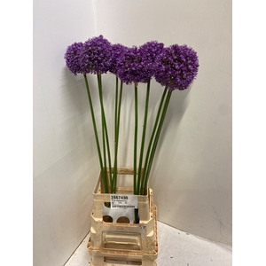 ALLIUM AMBASSADOR