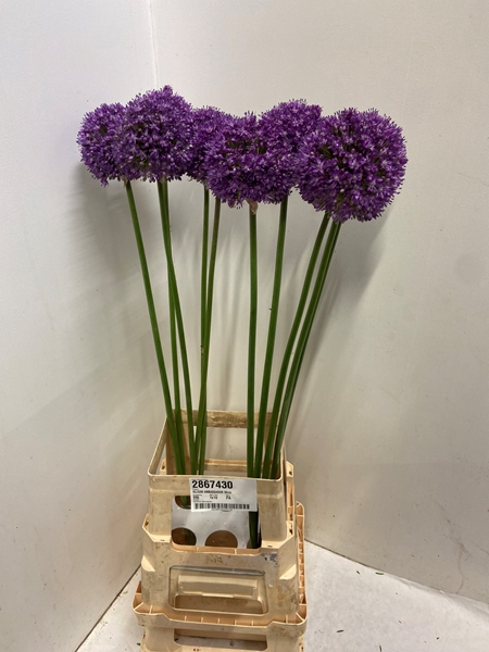 <h4>ALLIUM AMBASSADOR</h4>