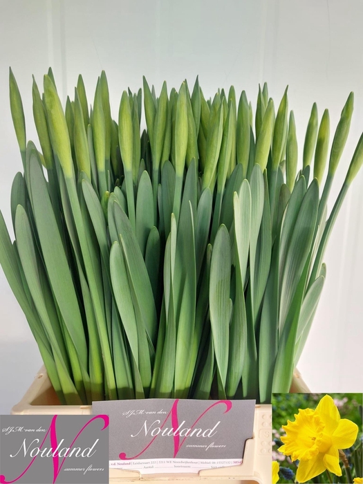 <h4>NARC T DUTCH MASTER</h4>