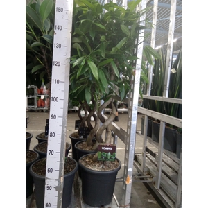 Ficus binn. 'Amstel King'