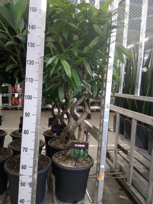 <h4>Ficus binn. 'Amstel King'</h4>