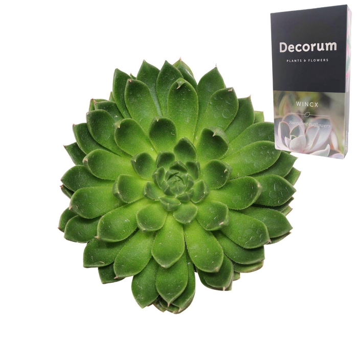 <h4>Echeveria Setosa Victor Cutflower</h4>