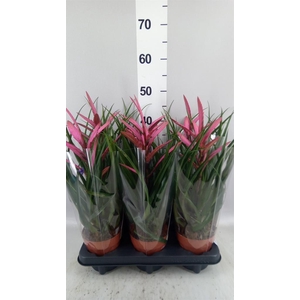 Tillandsia  'Camina'