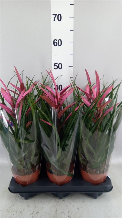<h4>Tillandsia 'Camina'</h4>