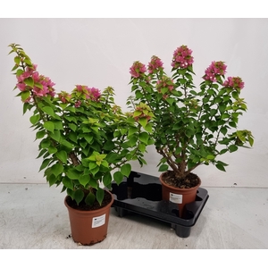BOUGAINV OV