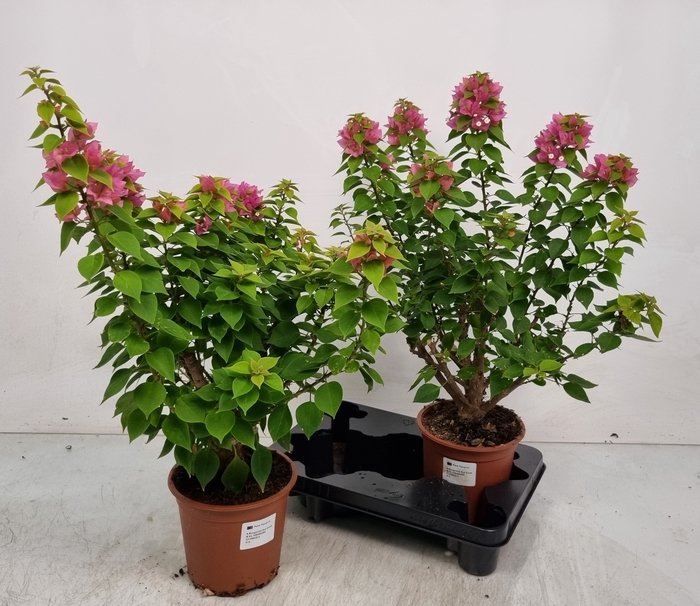 <h4>BOUGAINV OV</h4>