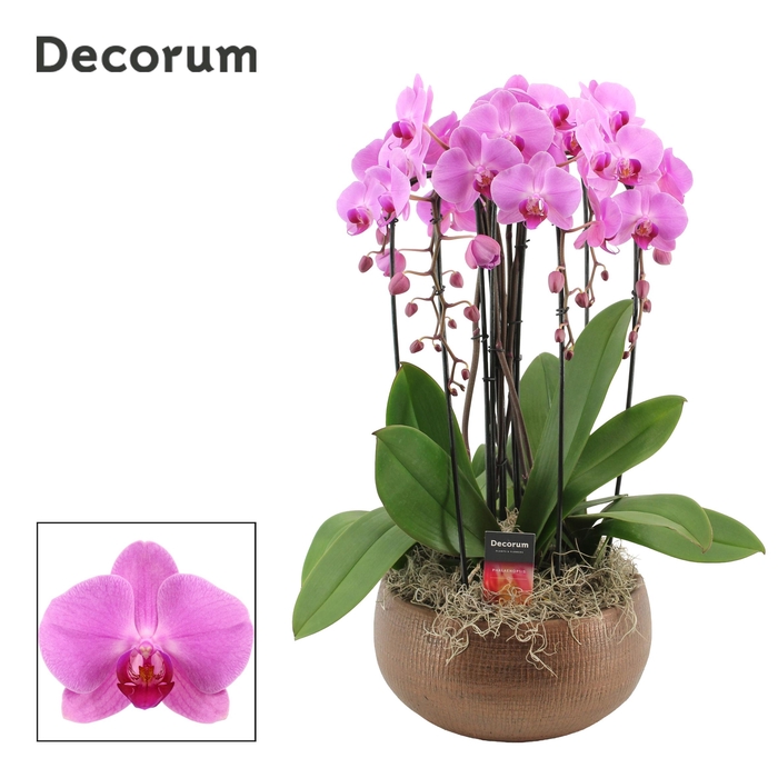 <h4>PHAL OV ROZE</h4>