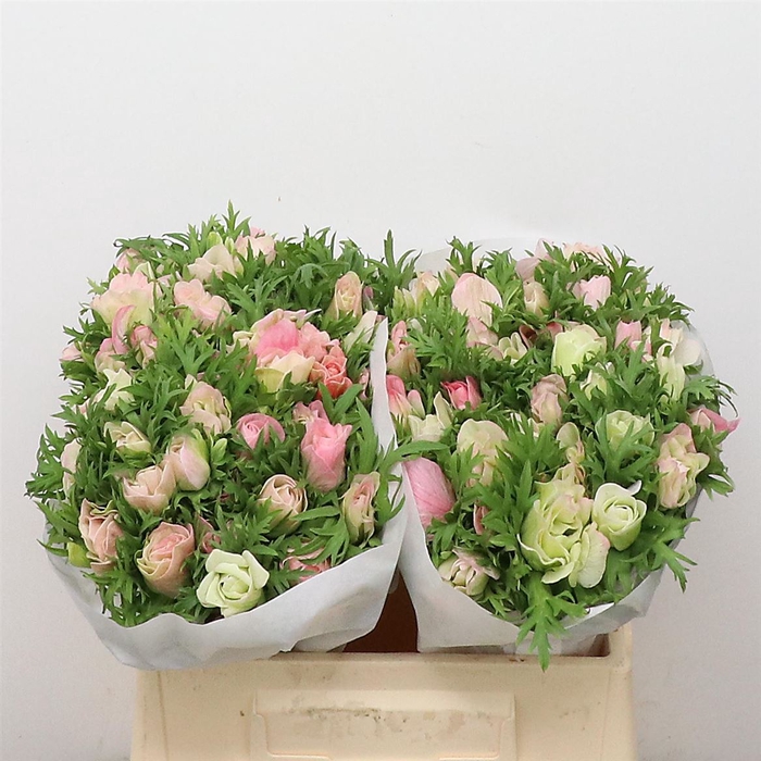 <h4>Anem Mistral Rosea Chiaro</h4>