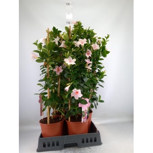 Mandevilla sand. 'SumStar Pink Tou'