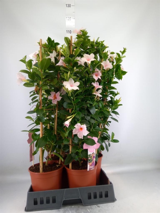 <h4>Mandevilla sand. 'SumStar Pink Tou'</h4>
