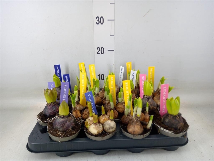 <h4>Bolbloemen   ...mix</h4>